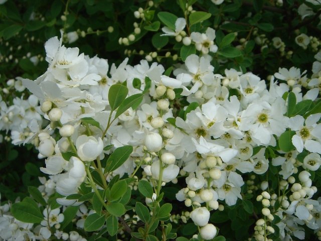 Exochorda x macrantha 'The Bride'